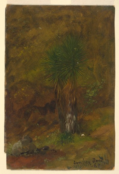 Palmiers, Jamaïque - Frederic Edwin Church