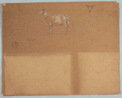 Études de moutons, Équateur ou Colombie - Frederic Edwin Church