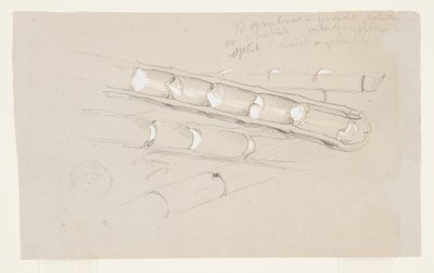 Étude de bambou - Frederic Edwin Church