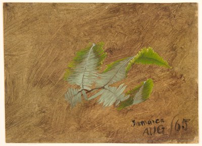 Étude de fougère, Jamaïque - Frederic Edwin Church