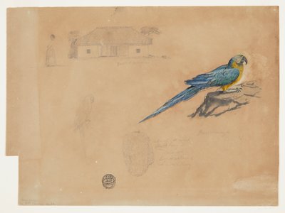 Étude de Guacamaya, Bogotá, Colombie - Frederic Edwin Church