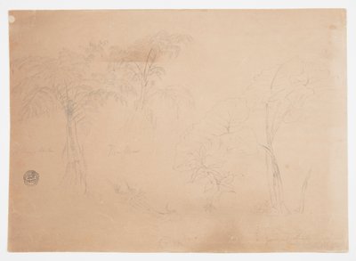 Étude de deux arbres et trois plantes, près de Jorje, Équateur - Frederic Edwin Church