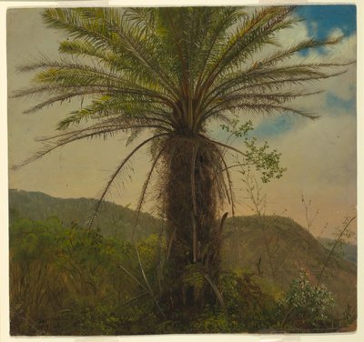 Fougère arborescente, Jamaïque, juillet 1865 - Frederic Edwin Church