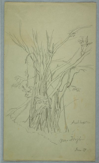 Arbre avec de nombreux troncs séparés près de Jorje, Équateur - Frederic Edwin Church