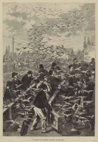 Un vol de pigeons voyageurs en Belgique - Frederic Theodore Lix