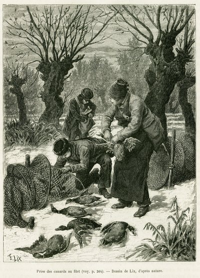 Capture des canards au filet. Gravure par Lix, pour illustrer l