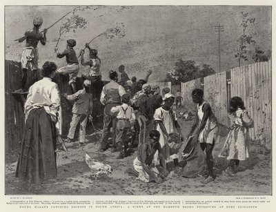 Jeunes Malais attrapant des criquets en Afrique du Sud, une scène à l