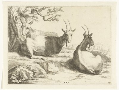 Chèvres - Frederick Bloemaert