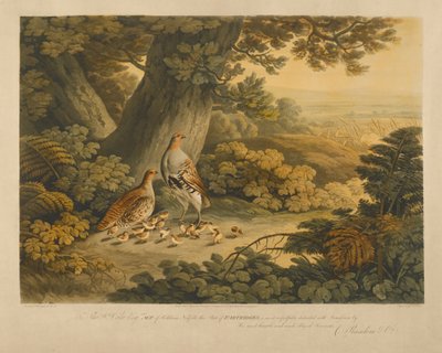 Perdrix - Frederick Christian Lewis