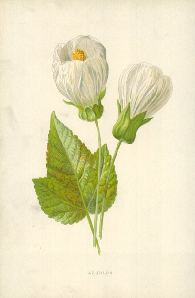 Abutilon - Frederick Edward Hulme