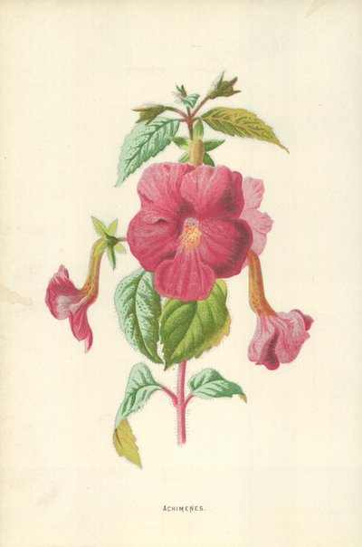 Achimènes - Frederick Edward Hulme