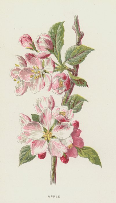 Pomme - Frederick Edward Hulme
