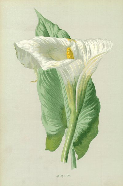 Arum - Frederick Edward Hulme