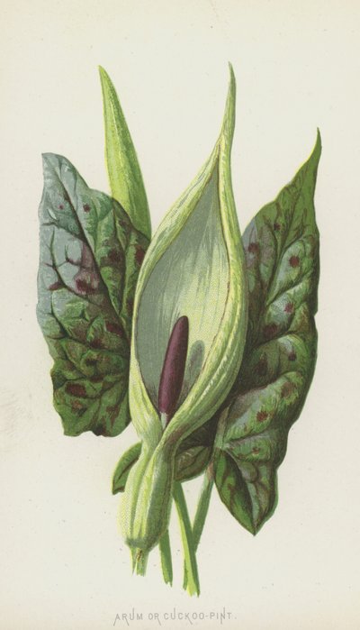Arum ou Gouet - Frederick Edward Hulme