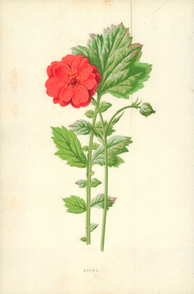 Avens - Frederick Edward Hulme