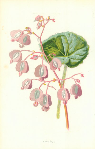 Bégonia - Frederick Edward Hulme