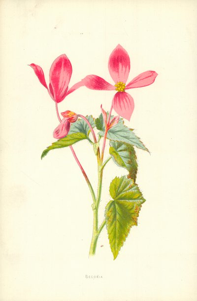 Bégonia - Frederick Edward Hulme
