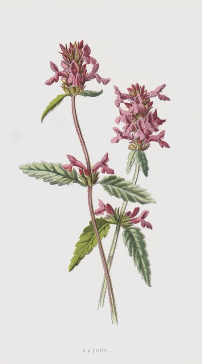 Bétoine - Frederick Edward Hulme