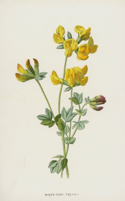 Lotier corniculé - Frederick Edward Hulme