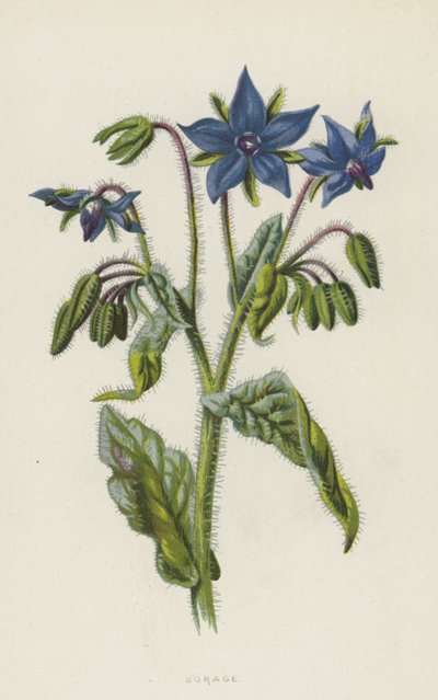 Bourrache - Frederick Edward Hulme