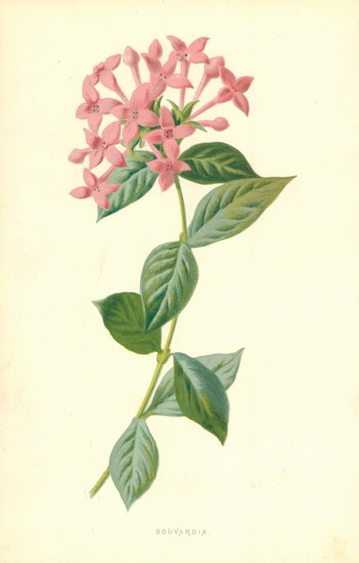 Bouvardia - Frederick Edward Hulme