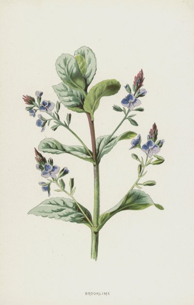 Véronique des ruisseaux - Frederick Edward Hulme