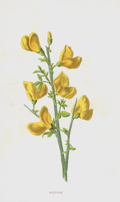 Genêt - Frederick Edward Hulme