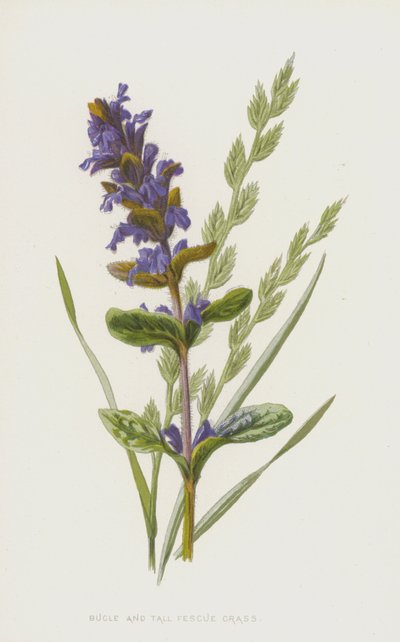 Bugle et Fétuque élevée - Frederick Edward Hulme