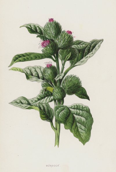 Bardane - Frederick Edward Hulme