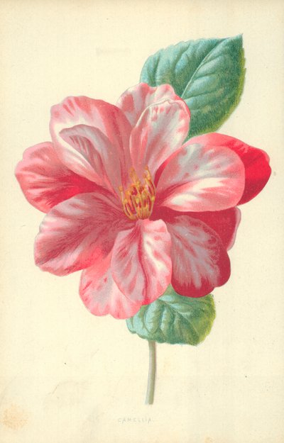 Camélia - Frederick Edward Hulme