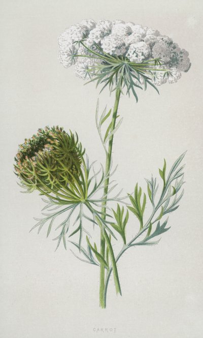 Carotte - Frederick Edward Hulme