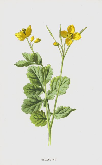 Chélidoine - Frederick Edward Hulme