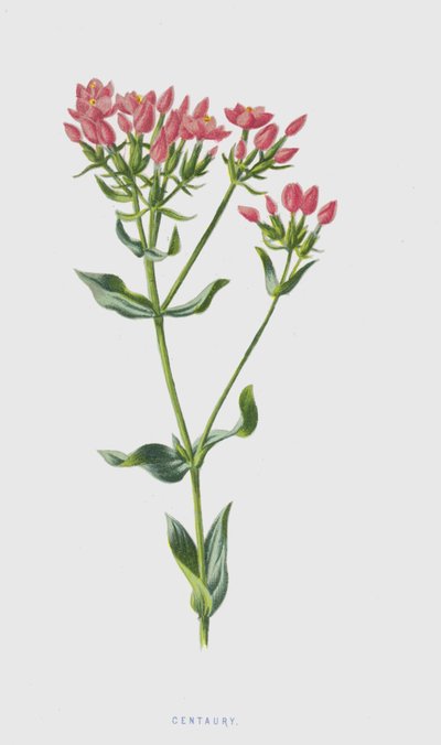 Centaurée - Frederick Edward Hulme