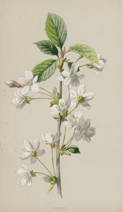 Cerisier - Frederick Edward Hulme