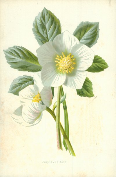 Rose de Noël - Frederick Edward Hulme