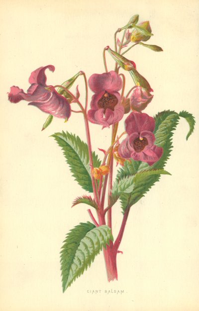 Ciant Balsam - Frederick Edward Hulme