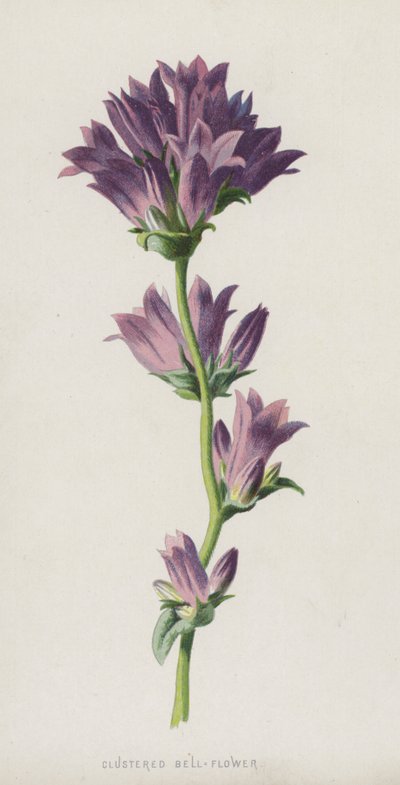 Campanule agglomérée - Frederick Edward Hulme