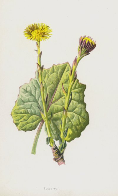 Tussilage - Frederick Edward Hulme