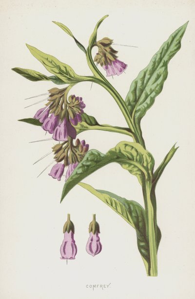 Consoude - Frederick Edward Hulme