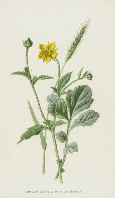Benoîte commune et Orge des prés - Frederick Edward Hulme