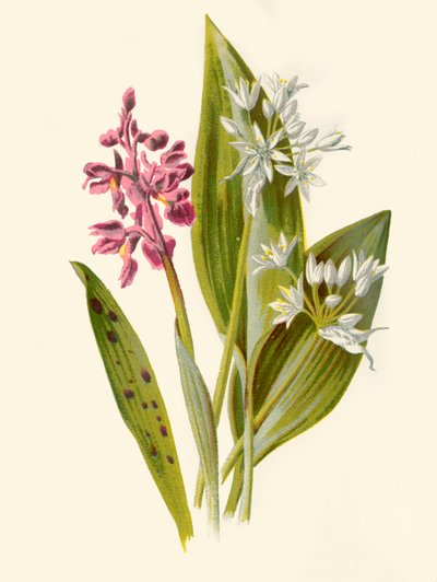 Orchis commun et ail à larges feuilles, 1877 - Frederick Edward Hulme