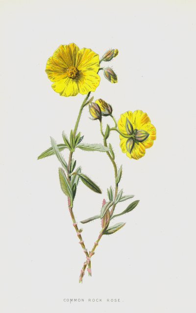 Hélianthème commun - Frederick Edward Hulme