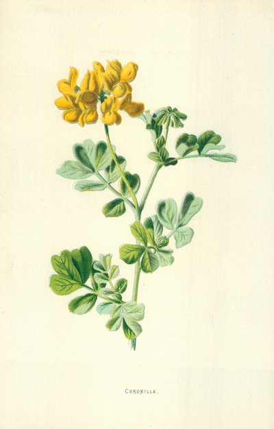 Coronille - Frederick Edward Hulme