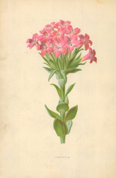 Crassula - Frederick Edward Hulme