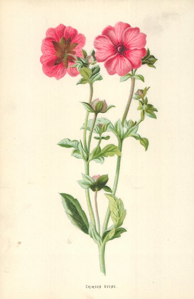 Benoîte pourpre - Frederick Edward Hulme
