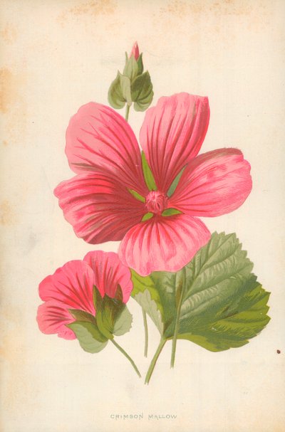 Mauve cramoisi - Frederick Edward Hulme