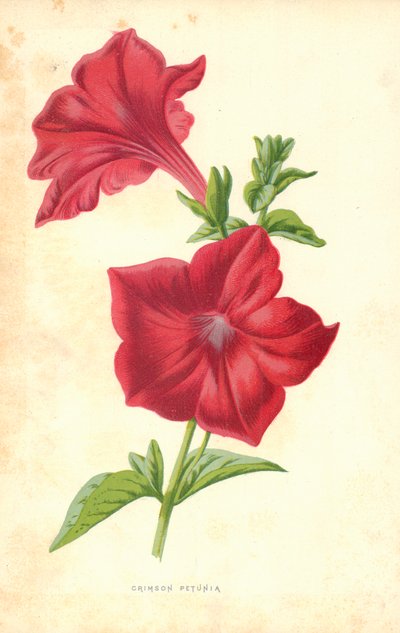 Pétunia cramoisi - Frederick Edward Hulme