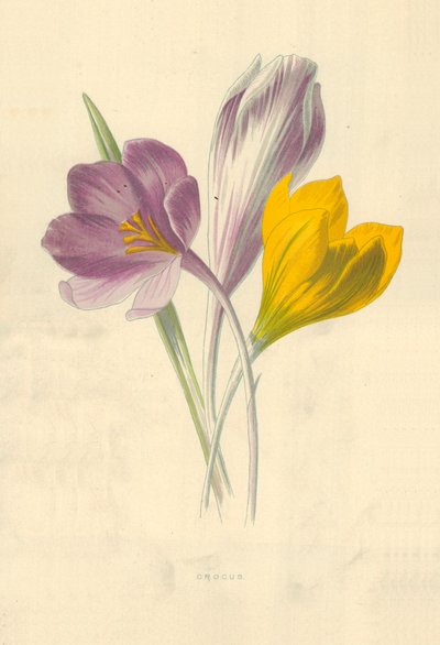 Crocus - Frederick Edward Hulme