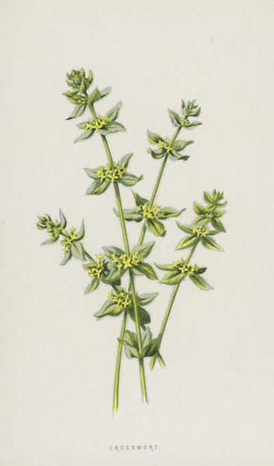 Crucianelle - Frederick Edward Hulme