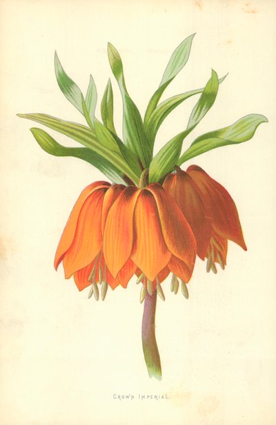 Couronne impériale - Frederick Edward Hulme